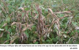 আগাছা নাশক স্প্রে করে জমির ফসল নষ্ট করার অভিযোগ